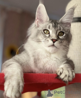 Photo №1. maine coon - à vendre en ville de Baden-Baden | 990€ | Annonce № 163661