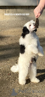 Photo №3. Chiots de champignons chinois. Serbie