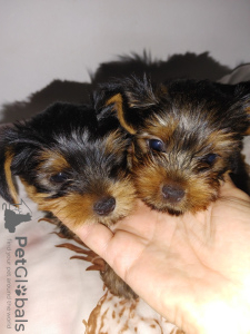 Photos supplémentaires: Chiots Yorkie
