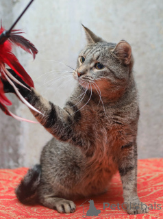 Photo №1.  - à vendre en ville de Saint-Pétersbourg | Gratuit | Annonce № 155411