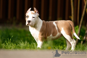 Photo №2 de l'annonce № 19822 de la vente american staffordshire terrier - acheter à Pologne éleveur