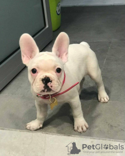 Photo №3. Bouledogue français mâle et femelle à adopter. Allemagne