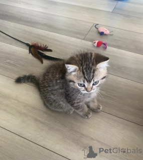 Photo №1. selkirk rex à poil ras - à vendre en ville de Hancher | 350€ | Annonce № 174543