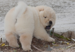 Photo №4. Je vais vendre chow-chow en ville de Frankpolis. annonce privée - prix - négocié