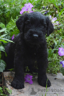 Photo №2 de l'annonce № 78417 de la vente schnauzer géant - acheter à Ukraine de la fourrière