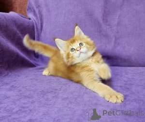 Photo №4. Je vais vendre maine coon en ville de Штутгарт. annonce privée - prix - 420€