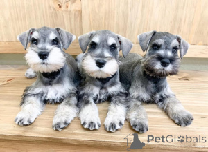 Photo №2 de l'annonce № 163072 de la vente schnauzer miniature - acheter à Pologne 