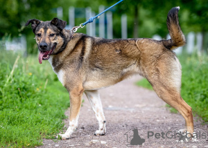 Photos supplémentaires: Bim, un jeune chien joyeux, cherche un foyer.