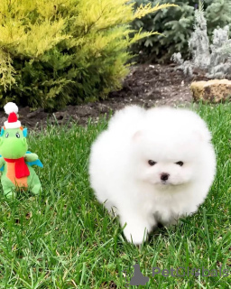Photo №3. Beaux chiots de Spitz Poméranien. L'Autriche
