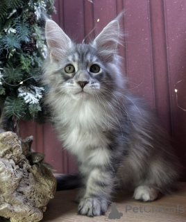 Photo №2 de l'annonce № 163670 de la vente maine coon - acheter à Allemagne éleveur