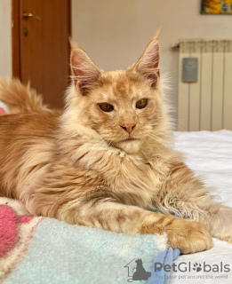 Photo №4. Je vais vendre maine coon en ville de Berlin.  - prix - 284€