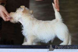 Photo №3. Terrier écossais. Ukraine