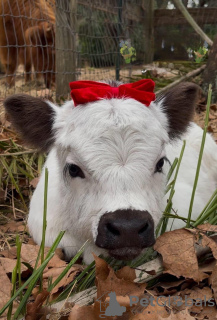 Photo №2 de l'annonce № 132678 de la vente golden retriever - acheter à Espagne annonce privée