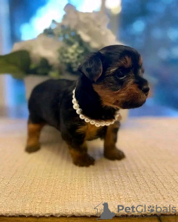 Photo №4. Je vais vendre yorkshire terrier en ville de Ohio City. éleveur - prix - Gratuit