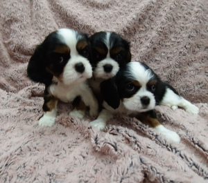 Photos supplémentaires: Chiots Cavalier King Charles Spaniel