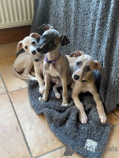 Photo №1. lévrier whippet - à vendre en ville de Fracasse | négocié | Annonce №164983