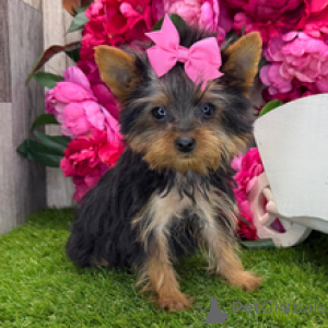 Photo №2 de l'annonce № 167063 de la vente yorkshire terrier - acheter à USA annonce privée
