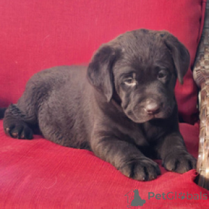 Photo №3. Cocoa Labrador Retriever Femelle de 9 semaines Prête à rentrer à la maison. Allemagne