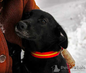 Photo №2 de l'annonce № 119564 de la vente chien bâtard - acheter à Fédération de Russie annonce privée