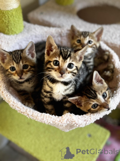 Photo №1. bengal - à vendre en ville de Гамбург | 300€ | Annonce № 140659