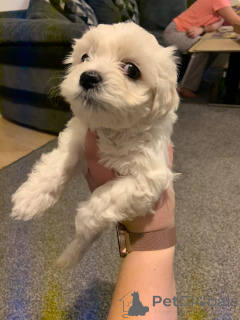 Photo №4. Je vais vendre bichon à poil frisé en ville de Anderlecht. annonce privée, éleveur - prix - 650€