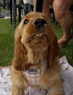 Photo №4. Je vais vendre golden retriever en ville de Höfn. annonce privée - prix - 630€