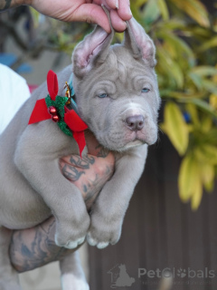 Photo №2 de l'annonce № 160711 de la vente american mastiff - acheter à Allemagne annonce privée