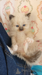 Photo №1. ragdoll - à vendre en ville de Limbourg | négocié | Annonce № 165212