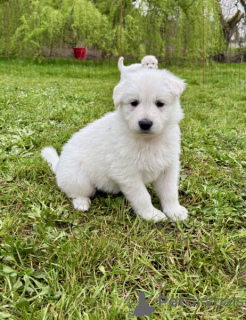 Photo №2 de l'annonce № 165812 de la vente berger blanc suisse - acheter à Allemagne annonce privée, éleveur