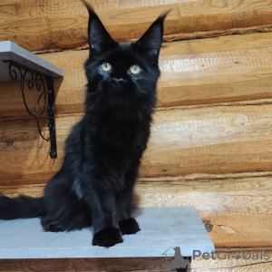 Photo №2 de l'annonce № 147139 de la vente maine coon - acheter à Fédération de Russie de la fourrière
