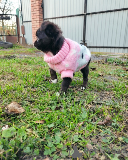 Photo №2 de l'annonce № 14435 de la vente chihuahua - acheter à Pologne annonce privée