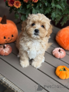 Photo №1. maltipu - à vendre en ville de Beaufort | 550€ | Annonce №157763