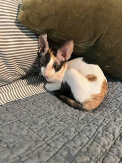 Photo №1. cornish rex - à vendre en ville de Haapsalu | négocié | Annonce № 173118