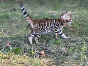 Photos supplémentaires: Garçon de la savane F2