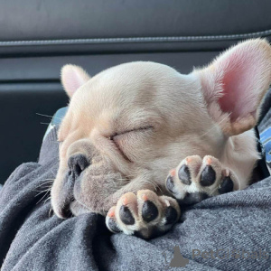 Photo №1. chien bâtard - à vendre en ville de Louisville | 2975€ | Annonce №147271