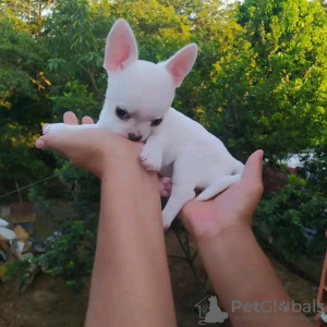 Photo №3. chiots chihuahua à vendre Business WhatsApp 37256062792. La finlande