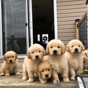 Photo №3. Chiots Golden retriever en bonne santé, adorables et socialisés, disponibles. Allemagne