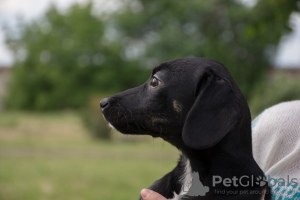 Photo №2 de l'annonce № 7289 de la vente chien bâtard - acheter à Fédération de Russie annonce privée