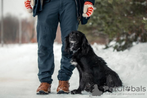 Photo №2 de l'annonce № 33342 de la vente chien bâtard - acheter à Fédération de Russie annonce privée