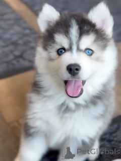 Photo №4. Je vais vendre husky de sibérie en ville de Munich. éleveur - prix - négocié