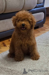 Photo №4. Je vais vendre caniche (jouet) en ville de Zrénjanin.  - prix - négocié