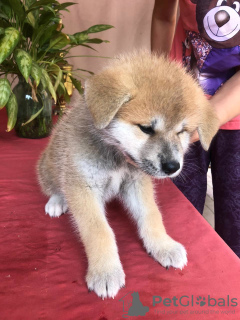 Photo №4. Je vais vendre akita (chien) en ville de Tula. éleveur - prix - 900€