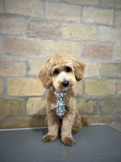 Photo №4. Je vais vendre maltipu en ville de Belgrade. éleveur - prix - négocié