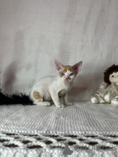 Photo №1. devon rex - à vendre en ville de Retenue | 350€ | Annonce № 173630