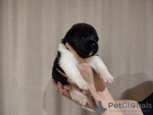 Photo №4. Je vais vendre akita américain en ville de Kiev. de la fourrière - prix - négocié