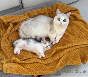 Photo №1. munchkin - à vendre en ville de Bouchère | 350€ | Annonce № 178452
