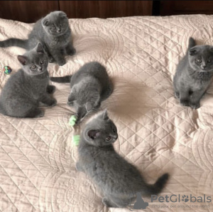 Photo №2 de l'annonce № 93596 de la vente british shorthair - acheter à Allemagne annonce privée, éleveur