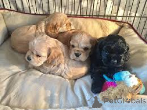 Photo №1. cocker américain - à vendre en ville de Bruxelles | 800€ | Annonce №167750