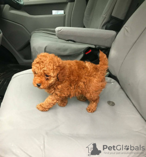 Photo №1. labradoodle - à vendre en ville de Berlin | Gratuit | Annonce №126198