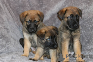 Photo №3. Chiots berger allemand à adopter. Allemagne